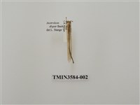 藏品(蟻蛉61)的圖片